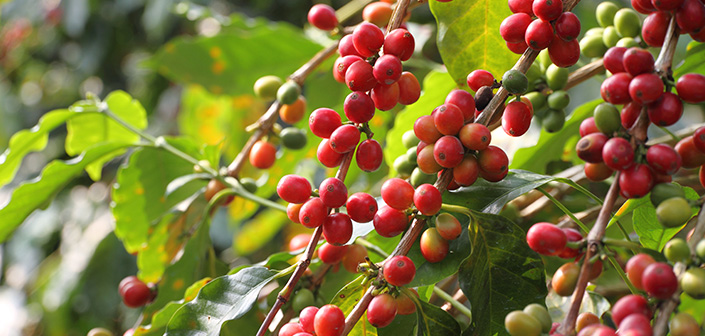koffiebonen-coffeebeans-colombia