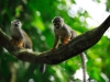amazonas