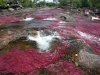 cano-cristales_bien