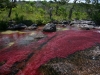 cano-cristales_tours