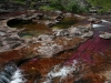 colombia-cano__cristales_agosto_i_127