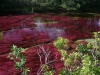 tours-colombia-cano__cristales