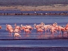 flamencos