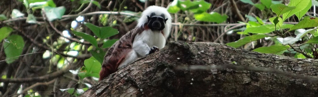 tayrona-monkey-tour