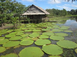 amazonas2
