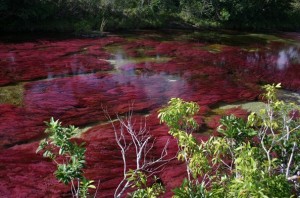 tours-colombia-cano__cristales