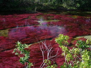 Cano Cristales tour